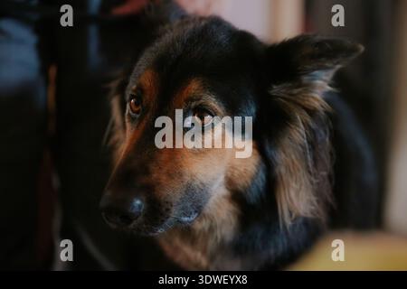 Primo piano di un pastore tedesco con un'espressione concentrata e attenta, che mostra gli occhi intelligenti del cane e lo splendido cappotto in un ambiente interno soffusa Foto Stock