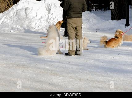 Un proprietario di cani si trova con diversi cani, tra cui Samoyedi bianchi e piccoli cani bruni, su un sentiero innevato durante una giornata invernale soleggiata. Foto Stock