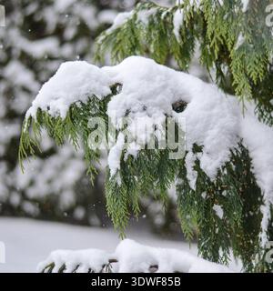 Ramo di un falso cipresso piangente (aka callitropsis nootkatensis, cupressus nootkatensis, cipresso giallo, cedro di nootka) sotto neve pesante in inverno. Foto Stock