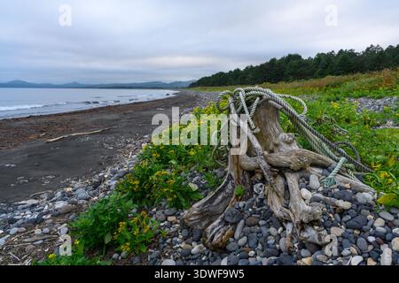Driftwood riposa su una spiaggia rocciosa, circondata da fiori selvatici in fiore e da un mare sereno. I cieli sommersi incontrano acque calme, rivelando la bellezza della Russia Foto Stock