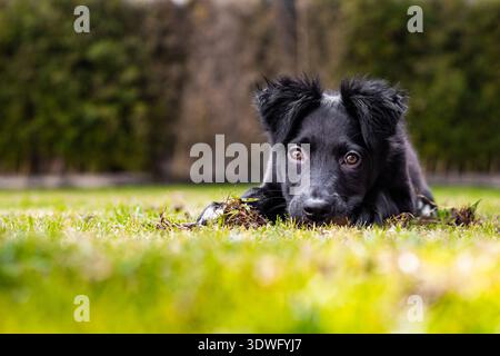 Un giocoso cucciolo di collie con un morbido cappotto nero rilassa su una vibrante erba verde in un tranquillo giardino, incarnando la gioia e l'essenza di un animale domestico Foto Stock