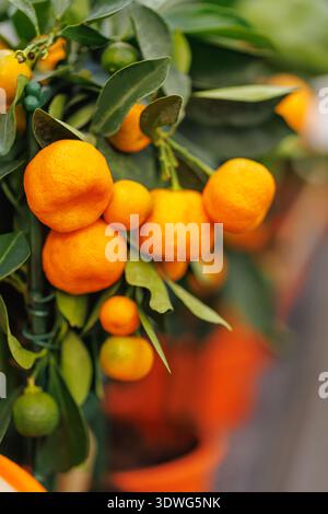 Agrumi freschi che crescono a Pot Foto Stock