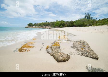 Idilliaca spiaggia caraibica caratterizzata da sabbia soffice, calme onde turchesi dell'oceano e lussureggiante vegetazione verde. Sereno e pacifico Foto Stock