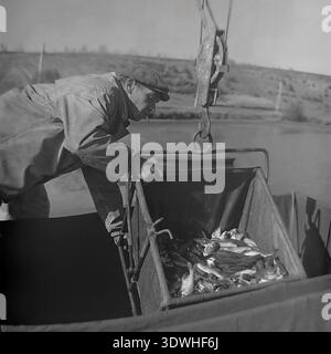 La storica foto in bianco e nero degli anni '1970 cattura un pescatore che fuma una sigaretta mentre scarica una ricca cattura di pesce al Donrybkombinat nel distretto di Slavyansk, RSS Ucraina, URSS. Indossando un cappello piatto, guida un pesante cestello meccanico sospeso da una gru, versando pesce fresco in un contenitore. Questo autentico ritratto d'archivio mette in evidenza il duro lavoro dei pescatori sovietici, l'abbondanza agricola e lo sviluppo dell'industria alimentare nel pacifico Donbass prima della guerra, riflettendo la prosperità della regione. Foto Stock