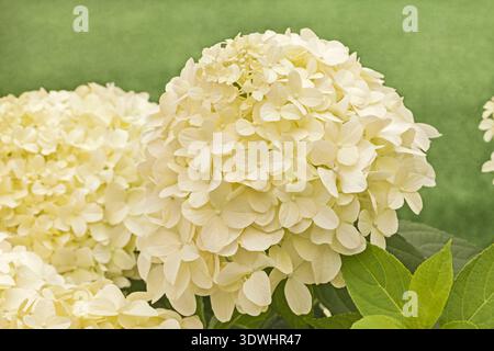 Hydrangea 'Little Spooky', nano Hydrangea paniculata Foto Stock
