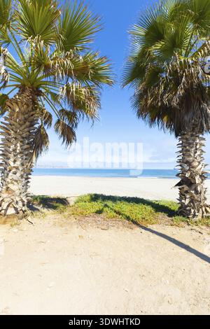 Cile la Serena palme sulla spiaggia nel pomeriggio, la Serena, Cile Foto Stock