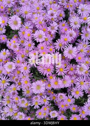 Un'immagine di sfondo con molti piccoli fiori a margherita viola riempie l'intero schermo con un crisantemo a margherita completamente viola Foto Stock