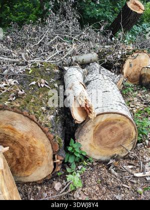 tronchi segati, tronchi, alberi caduti, corteccia bianca, segheria, lavorazione del legno, legna da ardere, segatura, diversi alberi caduti giacciono sul terreno Foto Stock