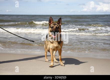 Pastore tedesco su una spiaggia Foto Stock