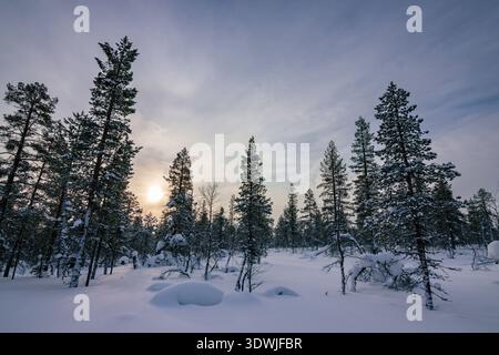 Sciatore di fondo che scivola attraverso i sentieri innevati incontaminati del parco nazionale Urho Kekkonen durante l'ora d'oro, Lapponia finlandese Foto Stock
