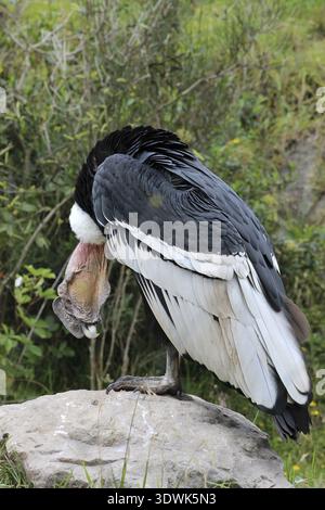 Un Condor andino maschio in piedi su una roccia in un santuario ornitologico all'aperto vicino a Otavalo, Ecuador Foto Stock