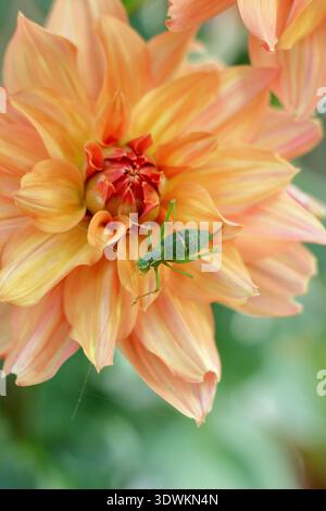 Bush Cricket macchiato. Leptophyes punctatissima. Una femmina di cricket cespugliato sul fiore di dahlia in un giardino del Regno Unito alla fine dell'estate. Foto Stock