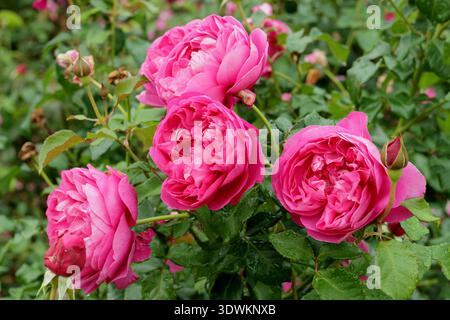 Rose. Rosa James L. Austin, un arbusto inglese con rosette rosa, allevato da David Austin. Chiamato anche Auspike. Foto Stock