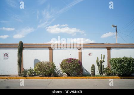 Paesaggio e mura del deserto di Sonora in Messico Foto Stock