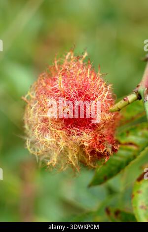 Gallo. Robin's pin cushion, Diplolepis rosae, Bedeguar gall, crescita anomala causata da larve parassitarie di vespe da ciuffo che si sviluppano in cespuglio di rose selvatiche. REGNO UNITO Foto Stock