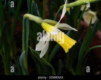 Primo piano di un singolo fiore di limone pallido del narciso in miniatura Narciso "Elka" Foto Stock