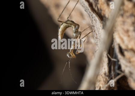 La ninfa egiziana di pregare (Miomantis paykullii) sulla corteccia, postura di minaccia, il Cairo, Egitto Foto Stock