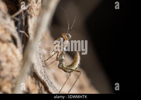 La ninfa egiziana di pregare (Miomantis paykullii) sulla corteccia, postura di minaccia, il Cairo, Egitto Foto Stock