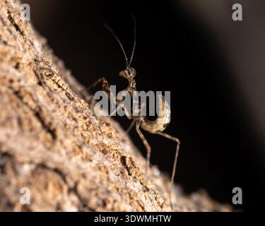 La ninfa egiziana di mantis (Miomantis paykullii) sul bordo della corteccia, il Cairo, Egitto Foto Stock