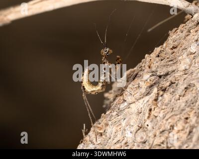 La ninfa egiziana di pregare (Miomantis paykullii), il Cairo, Egitto Foto Stock