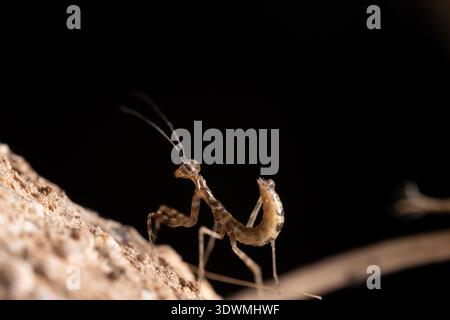 La ninfa egiziana di mantis (Miomantis paykullii) sulla corteccia su sfondo nero, il Cairo, Egitto Foto Stock