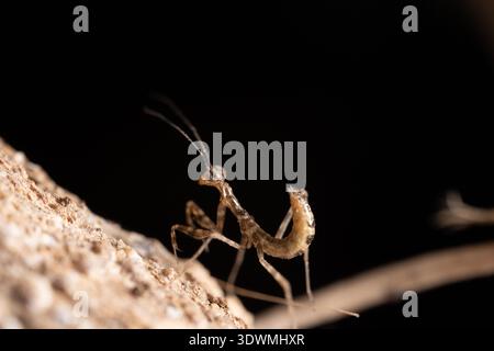 La ninfa egiziana di mantis (Miomantis paykullii) sulla corteccia su sfondo nero, il Cairo, Egitto Foto Stock