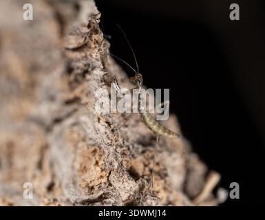 Egyptian mantis nymph (Miomantis paykullii) aggrappata alla superficie di pietra grezza, il Cairo, Egitto Foto Stock