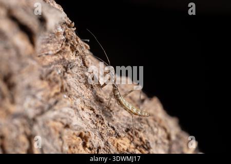 Egyptian mantis nymph (Miomantis paykullii) arrampicata su corteccia ruvida, Cairo, Egitto Foto Stock