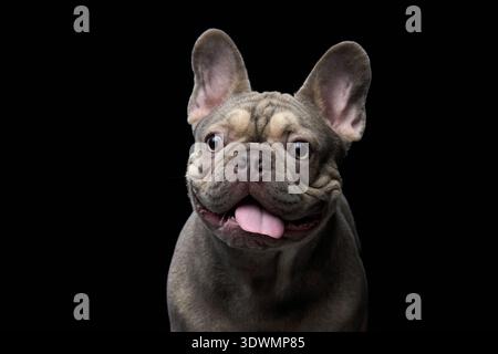 Un ritratto ravvicinato di un Bulldog francese con orecchie sollevate e la lingua fuori. Il cane poggia con fiducia su uno sfondo nero puro. Foto Stock