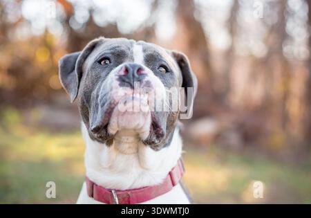 Un cane di razza mista Pit Bull Terrier grigio e bianco con un'espressione buffa e sensuale Foto Stock