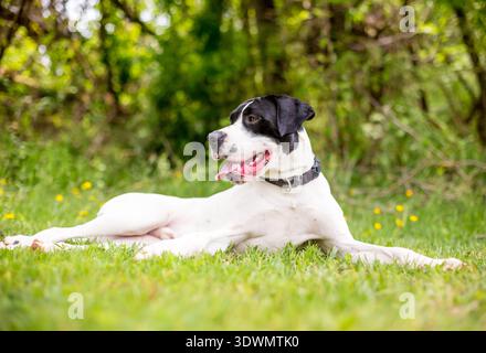 Un cane di razza mista di Hound bianco e nero sdraiato sull'erba in una posizione rilassata Foto Stock
