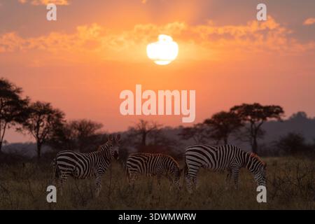 Tanzania, regione di Arusha, distretto di Monduli, Randilen WMA (Wildlife Management area), tre zebre al tramonto Foto Stock