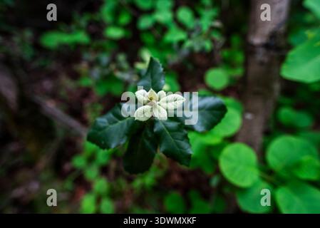 Primo piano di Quercus ilex sul Monte Baldo a Malcesine sul Lago di Garda Verona Veneto Italia Foto Stock