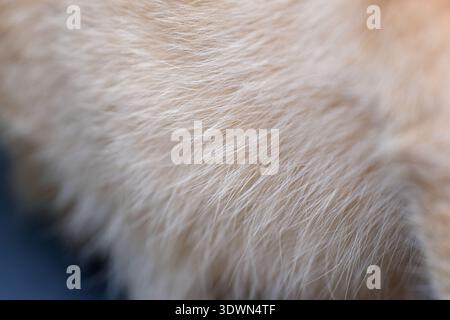 Foto macro della texture della pelliccia di gatto dello zenzero. Primo piano ad alta risoluzione che mostra i morbidi capelli arancioni di un tabby domestico Foto Stock