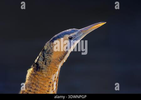 Bittern eurasiatico / grande bittern (Botaurus stellaris) primo piano ritratto di un adulto in inverno Foto Stock
