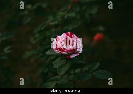 Uno splendido primo piano di Rose Papageno con fiori cremisi con fiori ibridi a strisce bianche Henri Matisse, incorniciato da foglie verde scuro Foto Stock