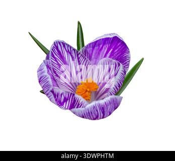 Fiore di testa Crocus Pickwick a strisce con foglie isolate su sfondo bianco con percorso di ritaglio. Fiore primaverile ideale per disegni botanici, card Foto Stock