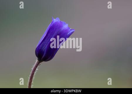 Primo piano di un fiore di anemone viola in primavera, con sfondo sfocato grigio tenue e spazio di copia, foto macro della natura. Foto Stock