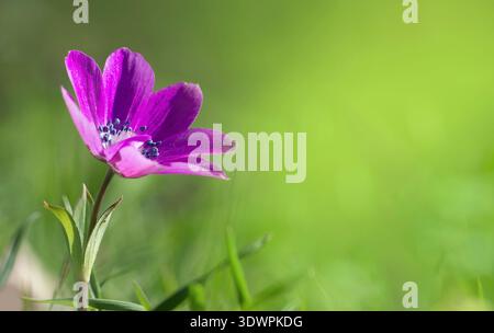 Primo piano di un fiore di anemone rosa in primavera, con sfondo sfocato verde tenue e spazio di copia, foto macro della natura. Foto Stock