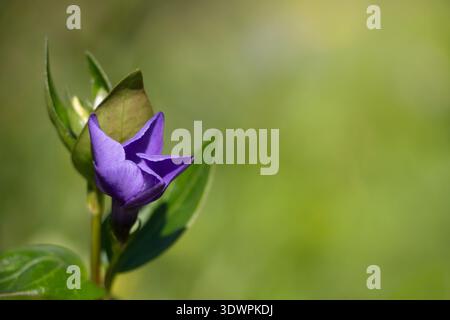 Primo piano di un fiore viola periwinkle in fiore con sfondo verde soffice sfocato, spazio copia, macro fotografia primaverile della natura. Foto Stock