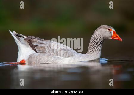 Oca grigia domestica (Anser anser domesticus) che nuota in acque calme con riflessi morbidi e sfondo sfocato, Grecia. Foto Stock