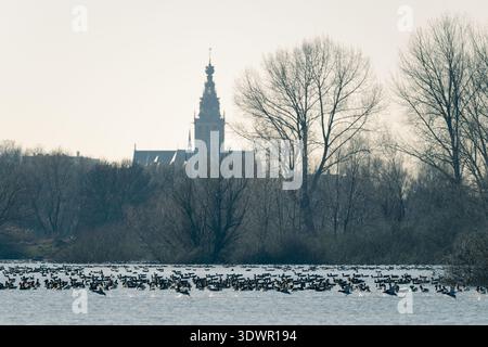 Massiccio stormo di oche dalla facciata bianca (Anser albifrons) galleggianti e alla deriva sul fiume Waal contro parte dello skyline di Nijmegen Foto Stock