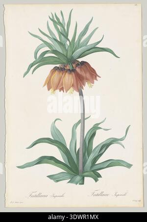 Placca 131, Fritillaria imperialis, da Les Liliacées di Pierre-Joseph Redouté, 1802–1816, incisione stipple colorata a mano raffigurante il giglio della corona imperiale. Foto Stock