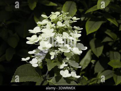 Fiori bianchi di Hydrangea paniculata che fioriscono in giardino Foto Stock