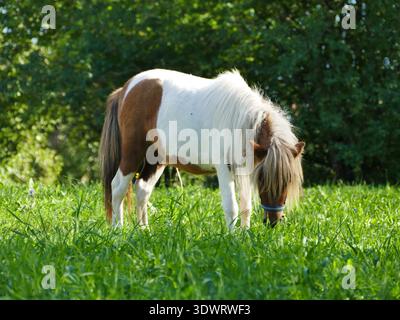 Pony delle Shetland che pascolano sul prato verde in estate Foto Stock