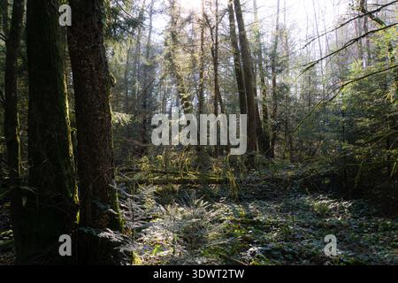 La luce del sole filtra attraverso la fitta foresta di Sihlwald, illuminando tronchi muschiati, tronchi caduti e giovani abeti sul pavimento del bosco. Foto Stock