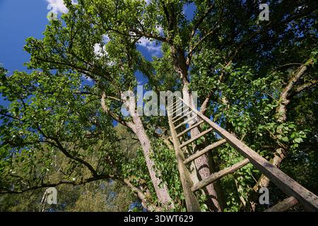Una vista ad angolo basso cattura una scala di legno intemprata che si estende in alto nel baldacchino di un maestoso albero da frutto, adornato da vivaci foglie verdi Foto Stock