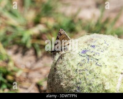 Lo skipper malvagio Erynnis tinge una femmina che mostra la parte inferiore, sorseggiando la saliva di un cane da una palla da tennis, Martin Down National Nature Reserve, Hampshire, Inghilterra Foto Stock