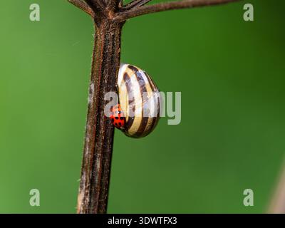 Lumaca a banda bianca Cepaea hortensis, estivata con il coccinello Harlequin Harmonia axyridis sul guscio, sullo stelo Hogweed Heracleum sphondylium, Foto Stock