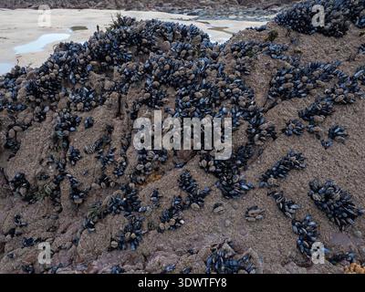 Mitili comuni Mytilus edulis su rocce sedimentarie alcune ricoperte di barnacoli comuni Balanas perforatus, Bude Beach, Cornovaglia, Regno Unito, novembre 2021 Foto Stock